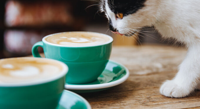 mały słodki kot wąchający cappuccino